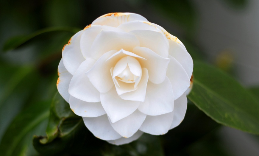 Image 12: Set van 3 of 6 Japanse rozen 'Camellia' van OH2