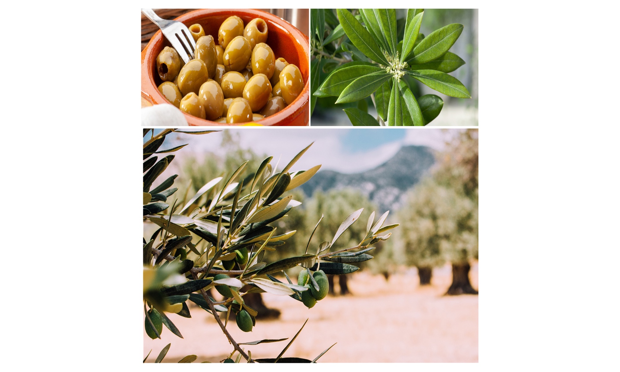 Bis zu 8x Olivenbäume