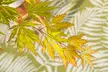 1x oder 2x Fächerahorn (Acer palmatum) ‘Orange Lace’ - Second Medium