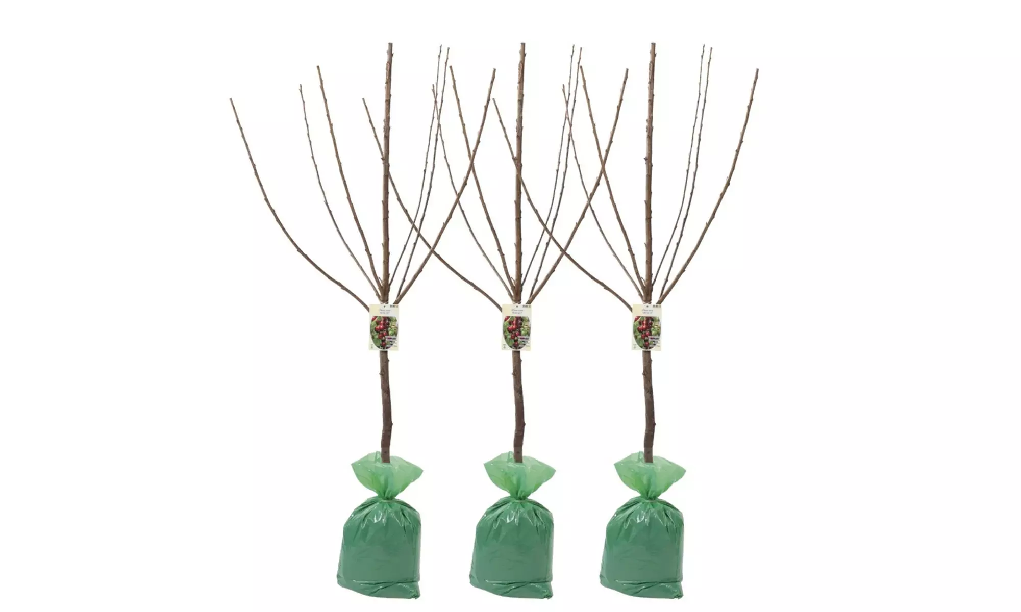 Set van 3 fruitbomen