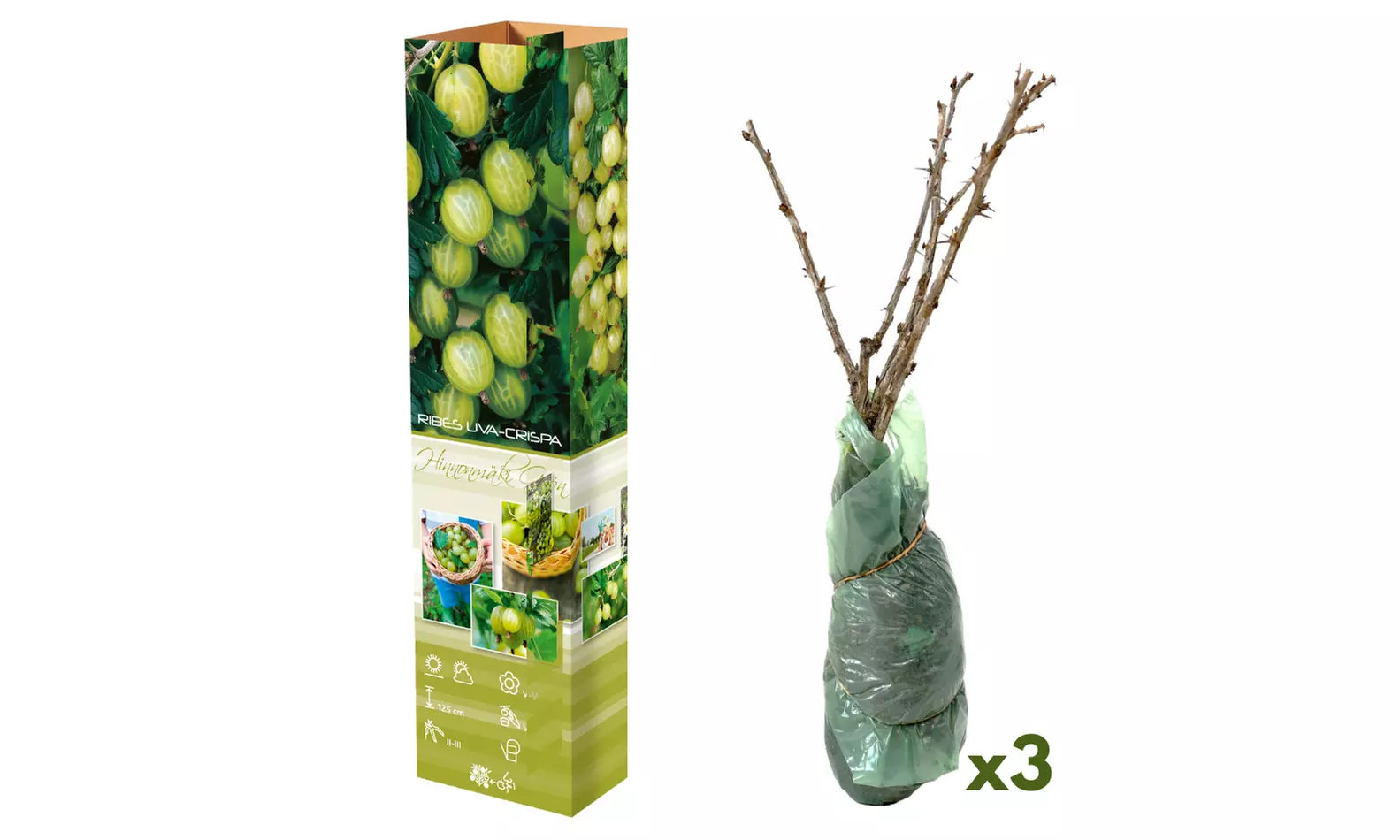 3er- oder 6er-Set rote oder grüne Stachelbeeren