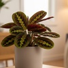 Image 2: Maranta Red Prayer Plant in 4" and 6" Sizes with Free Shipping Up to 24% Off