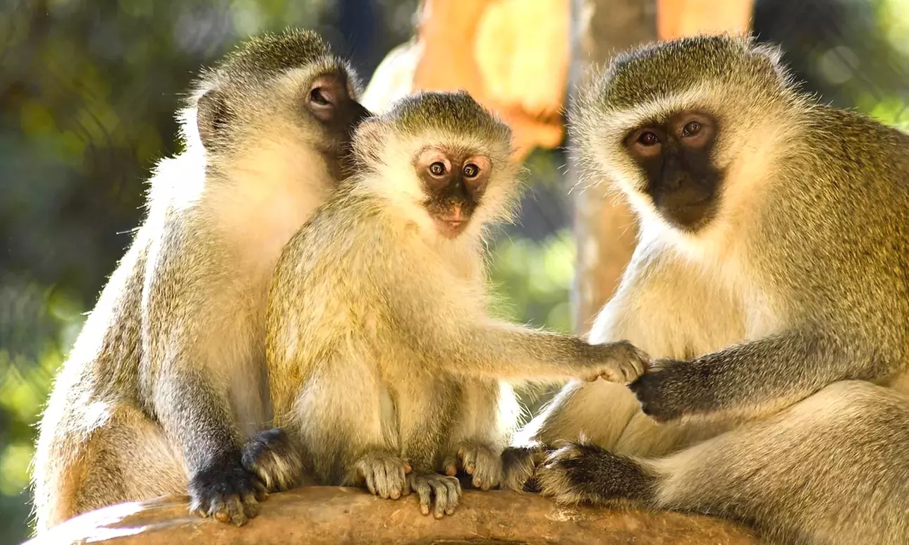 Admission to Wildlife World Zoo, Aquarium, & Safari Park