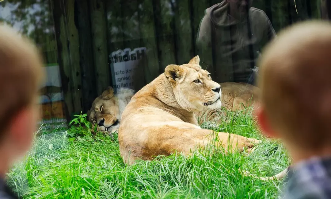 General Admission to Belfast Zoo For Child, Adult, or Family