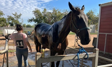 Recreational Horseback Riding Experience for One Person - Playmaker 11 in Gilbert, AZ	