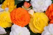 Begonia Nonstop Citrus Mix - 24, 42 or 60 Plants - Image 3