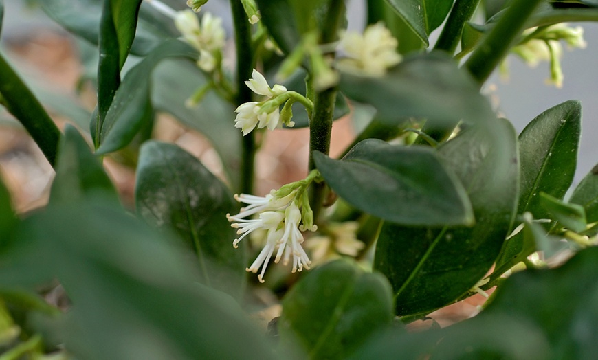 Image 4: Scented Winter Box Sarcococca confusa Up to 4 Potted Plants