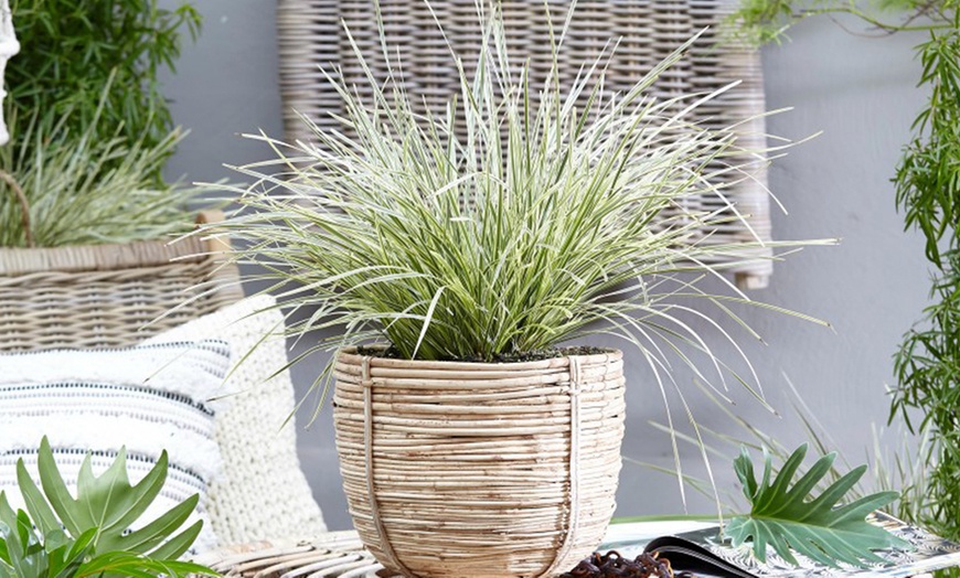 Image 8: Up to 3 Lomandra White Sands or Imperata (grass) Red Baron Plants 9cm