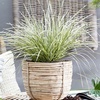 Image 8: Up to 3 Lomandra White Sands or Imperata (grass) Red Baron Plants 9cm