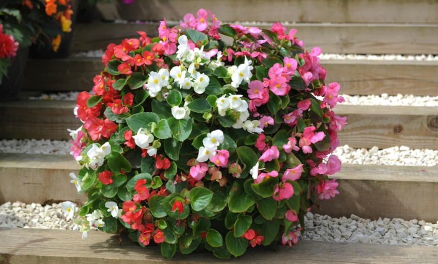 Image 4: Begonia Garden Ready Plants - 15 or 30 Plants