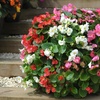 Image 4: Begonia Garden Ready Plants - 15 or 30 Plants