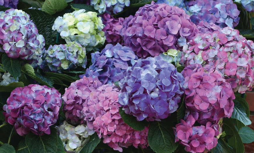 Image 1: Hydrangea LA Dreaming Plant