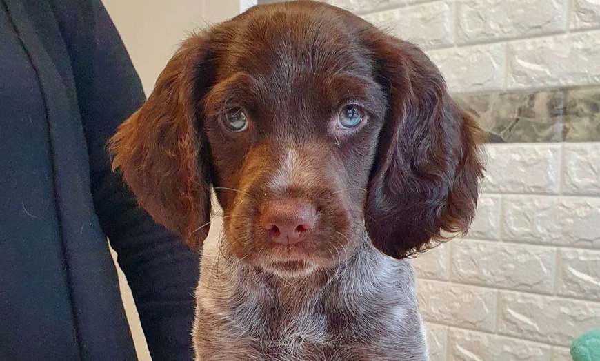 Image 4: Vacunas y consultas para perros y gatos con revisión y desparasitación