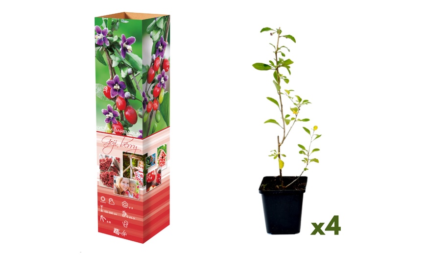 Image 2: Lot de 4 plants de baies de Goji