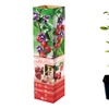 Image 2: Lot de 4 plants de baies de Goji