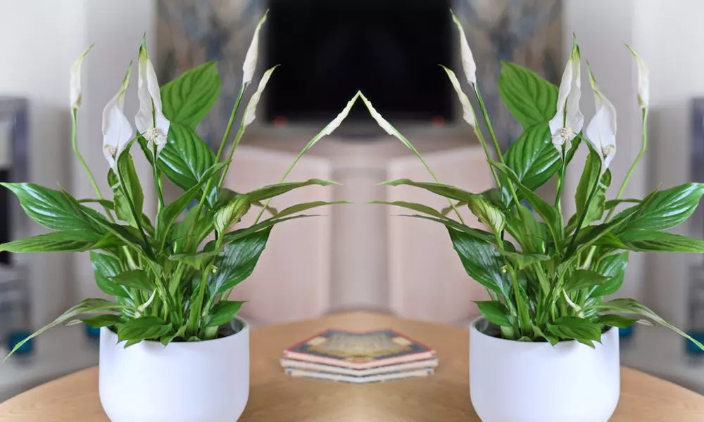 Mixed Easy Care Houseplants