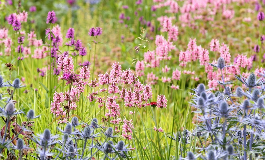Image 6: Explore 20 Acres of Beauty & Fun at Rotary Botanical Gardens