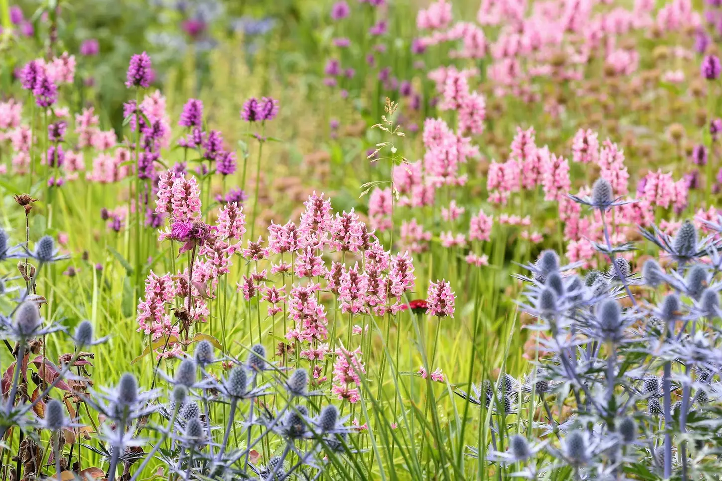 Explore 20 Acres of Beauty & Fun at Rotary Botanical Gardens