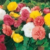 Image 1: 10 or 20 Begonia 'Non-Stop' Garden-Ready Plants