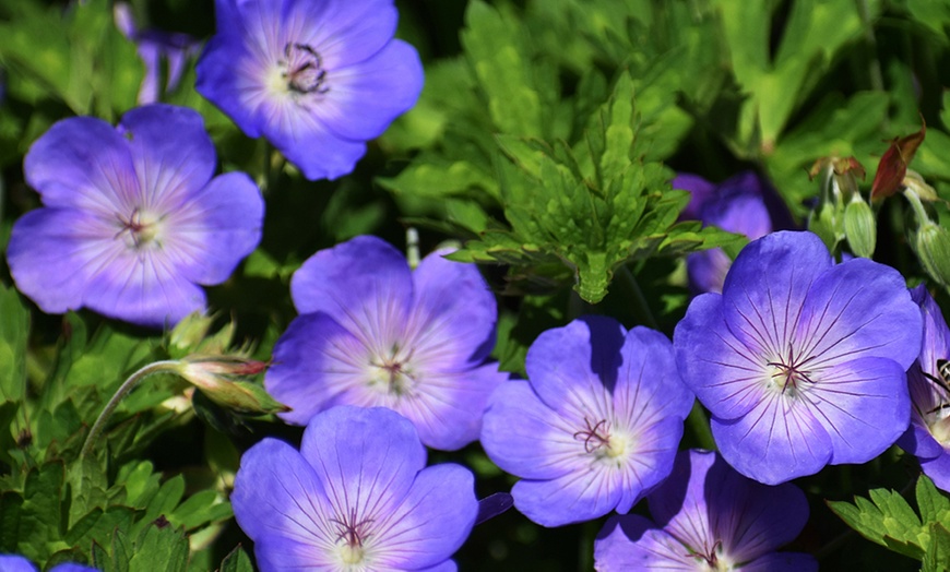 Image 6: Three Geranium 'Rozanne' Potted Plants