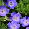 Image 6: Three Geranium 'Rozanne' Potted Plants