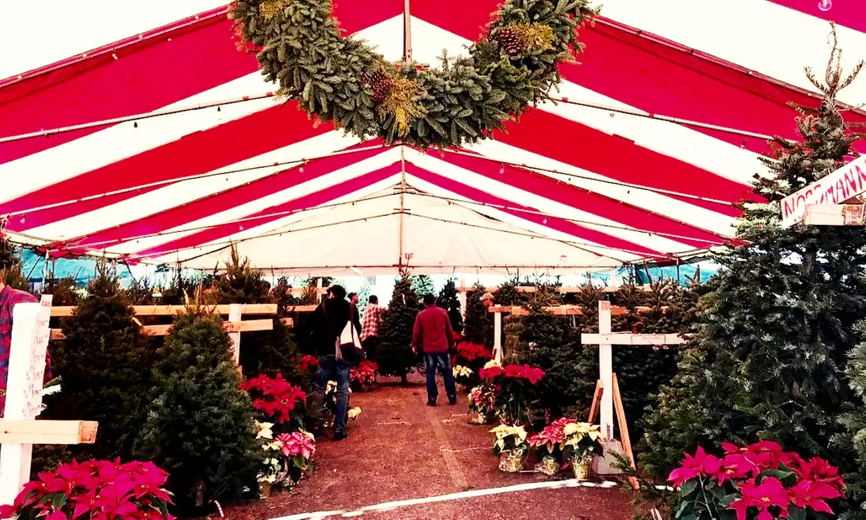 $50 Towards Five-Foot or Taller Christmas Tree (Valid Nov 4 to Dec 23)