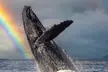 2 Hour Whale Watching Cruise on Oahu Coast - Spot Hawaii's Beautiful Marine Life! - Second Medium