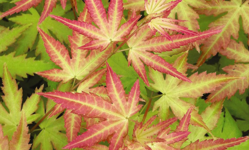 Image 1: Two Acer Palmatum Orange Dream Plants