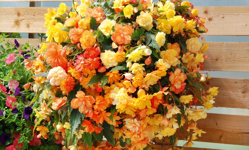 Image 12: Begonia Garden Ready Plants - 15 or 30 Plants