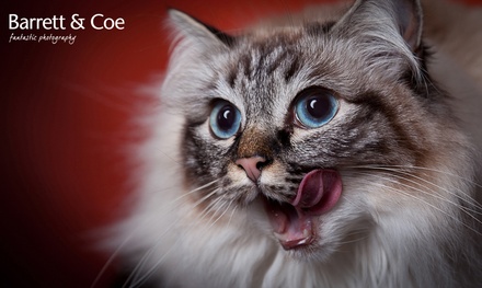 Pet Photoshoot With 8'' x 6'' Print at Barrett & Coe studios - Barrett & Coe
