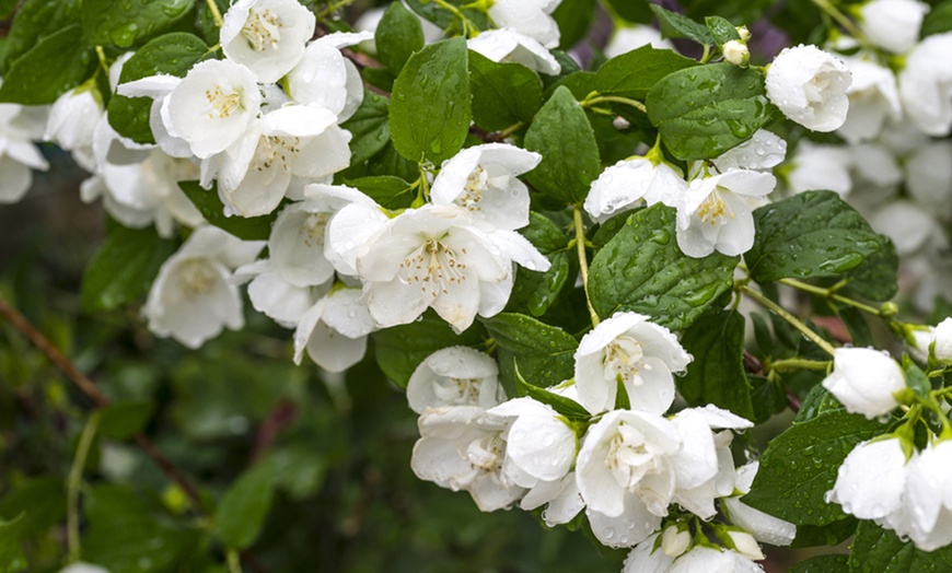 Image 1: Mock Orange Philadelphus 'Pearls of Perfume' 1 or 3 Potted Plants