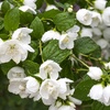 Image 1: Mock Orange Philadelphus 'Pearls of Perfume' 1 or 3 Potted Plants