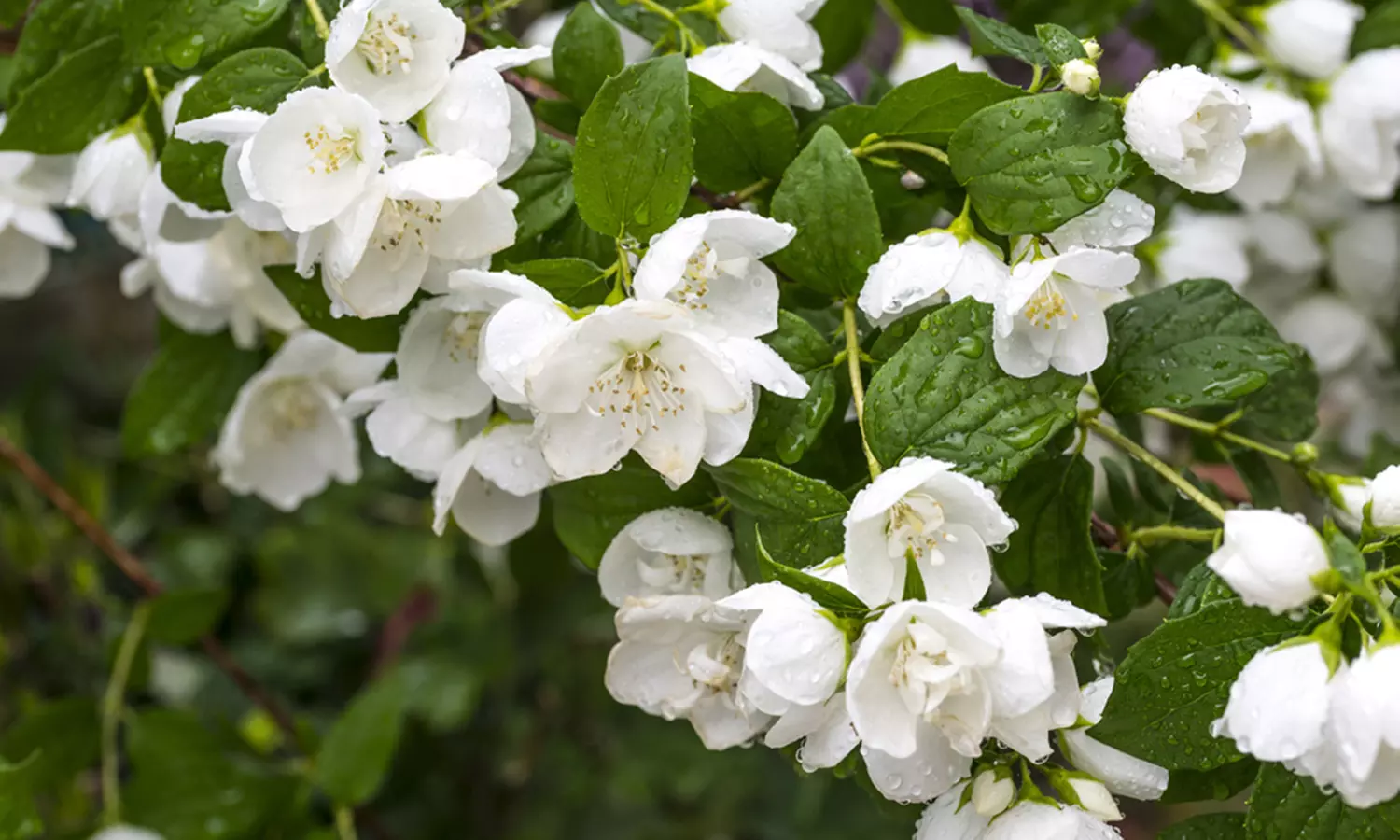 Mock Orange - Philadelphus 'Pearls of Perfume' or 'Belle Etoile' – 1 or 3 Potted Plants - Primary Image