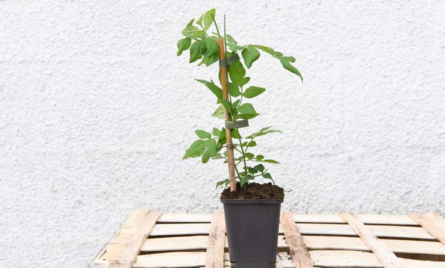 Image 2: One, Two or Three Jasminum Officinale Potted Plants