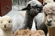 Up to 53% Off on One Hour Petting Animals & Farm Tour for One, Two, or Four at Acres of Joy Ranch - Second Medium