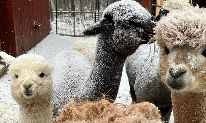 Experience One Hour Petting Animals & Farm Tour for One, Two, or Four
