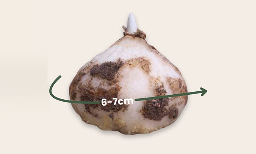 Image 7: Lot de 3 bulbes de Fritillaria Lutea ou Rubra Perfect Plant Deal B.V.
