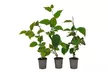 3 ou 6 plants XXL de kiwi Actinidia deliciosa "Jenny’", hauteur de 30-40 cm - Image 5