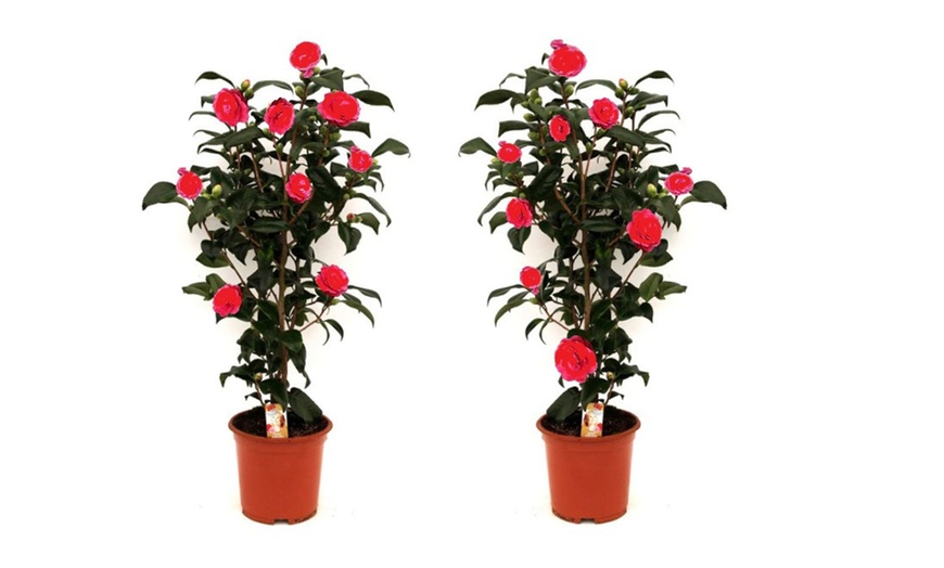 Image 8: 1 oder 2 japanische Rosen-Sträucher "Camellia japonica" XL