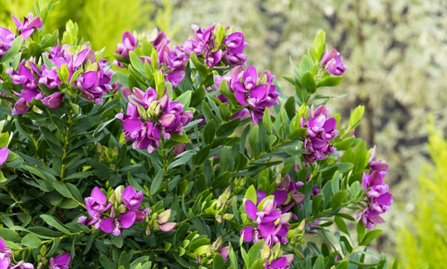 Image 6: 1 ou 2 plants de polygala myrtifolia