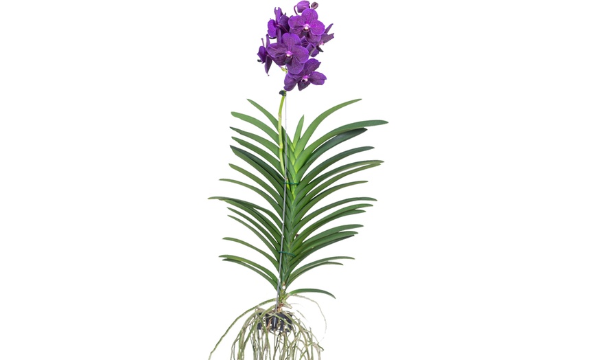 Image 15: Rootz Orchidee