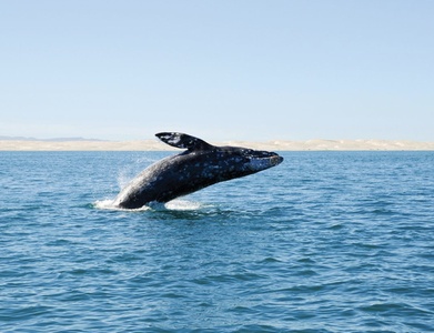 3-Hour Whale Watching Tour for 2 people - Whale Hello San Diego