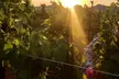 Indulge in Sunset Ride Vineyards' Wine Tasting/Slushies/ Delight in $60 worth of Food /Beverage(Up to 55% Off) - Second Medium