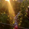Image 2: Up to 30% Off on Wine Tasting  Flight at Sunset Ride Vineyards
