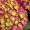 Image 8: Hydrangeas in Quart, 1 Gallon, and 2 Gallon Sizes with Free Shipping (Up to 15% Off)