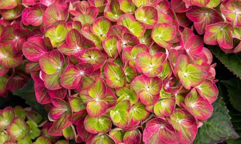 Hydrangeas in Quart, 1 Gallon, and 2 Gallon Sizes with Free Shipping (Up to 24% Off)
