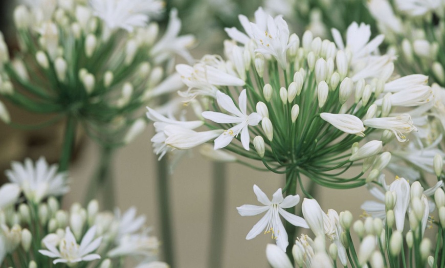 Image 4: Afrikaanse lelie Agapanthus