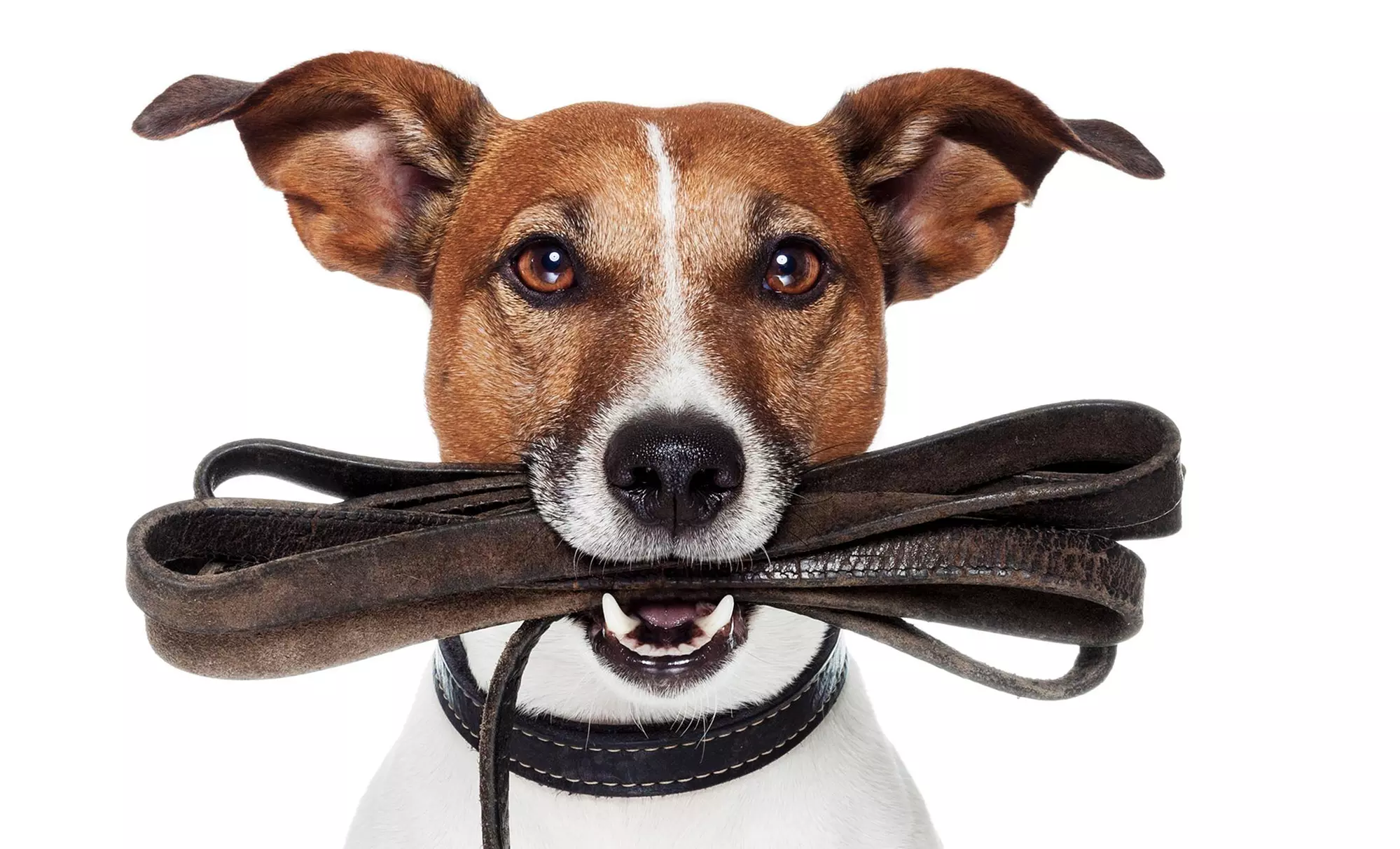 $13 for $25 Worth of Services — Fur Friends Pet Services - Primary Image