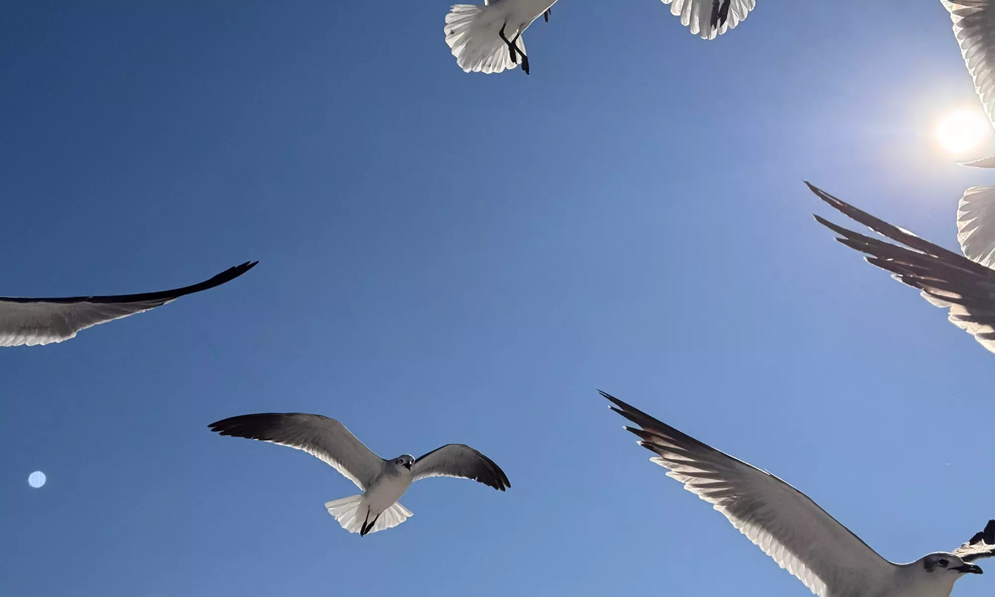 Capture Stunning Photos: Two or Four-Hour Emerald Coast Photo Safari