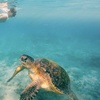 Image 7: 3 Hour Turtle Snorkeling Trip with Gear Included!